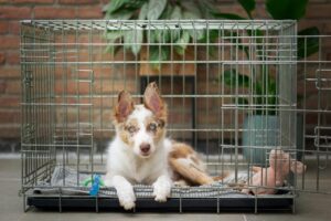 Crate train your dog, once your dog understands what the crate is they will be the happiest dog around. Some people think that a crate is a negative environment. But remember all dogs are pack animals and in the wild they live in dens. They feel safe in small places.